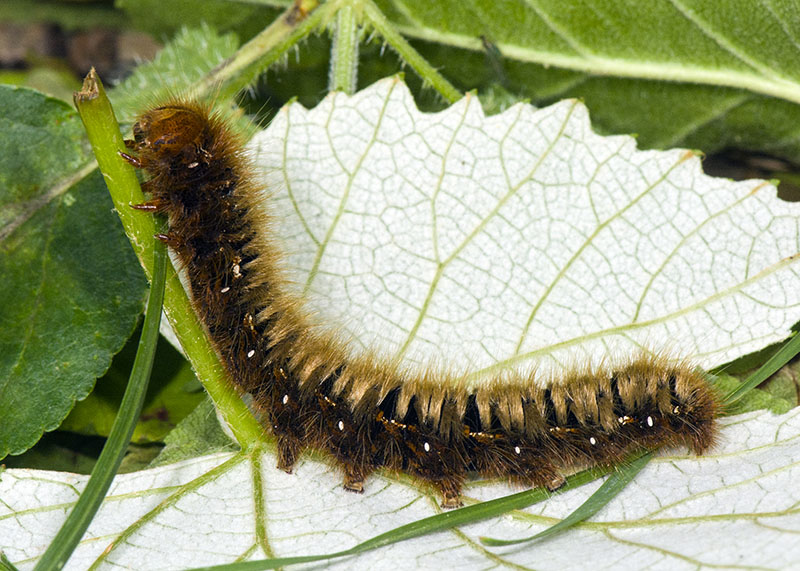 Bruco di  Lasiocampa quercus